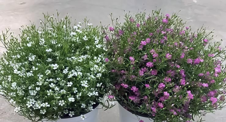 满天星鲜花的花语是什么？象征着什么？