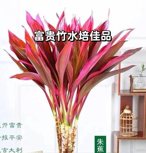 紫竹花花语和寓意是什么？有何特别之处？