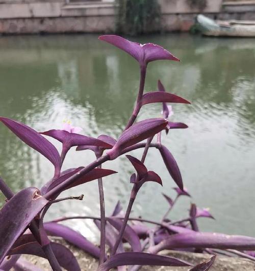 紫竹花花语和寓意是什么？有何特别之处？