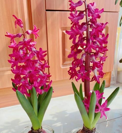 白风信子花语谁有？它代表什么？