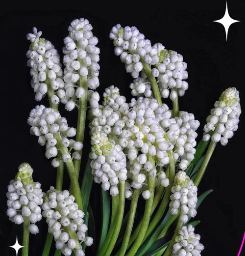 白风信子花语谁有？它代表什么？