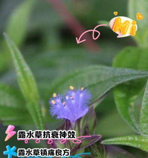 鹭草的花语是什么？它传递了哪些信息？