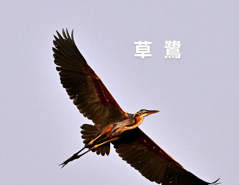 鹭草的花语是什么？它传递了哪些信息？