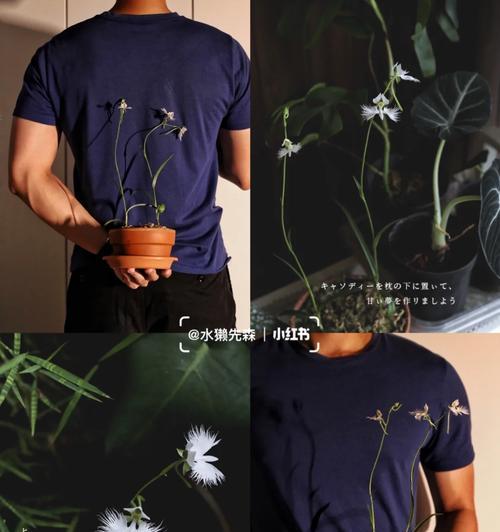 鹭草的花语是什么？它传递了哪些信息？