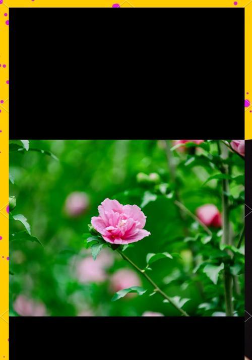 粉木槿花语是什么？它代表了什么？