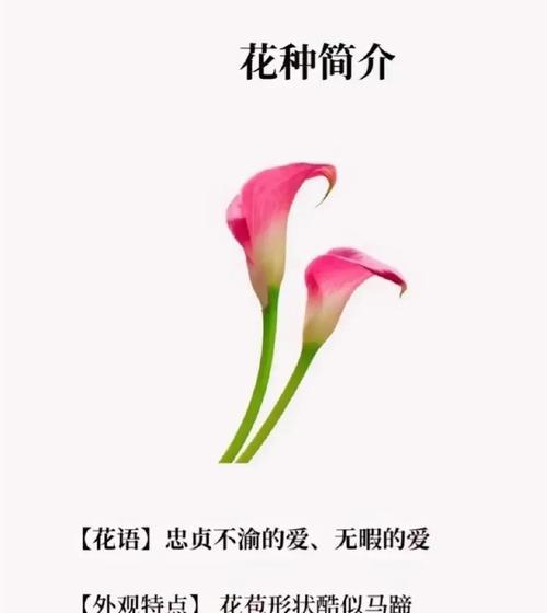 开小花的花的花语是什么？它传递了什么信息？