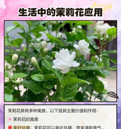 开小花的花的花语是什么？它传递了什么信息？