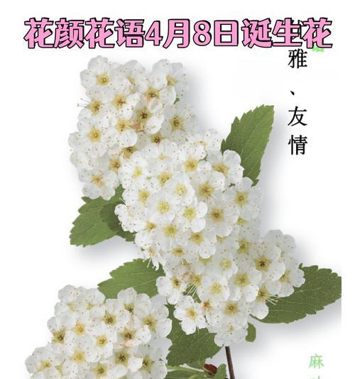 开小花的花的花语是什么？它传递了什么信息？