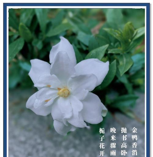 知道栀子花的花语吗？它代表了什么？