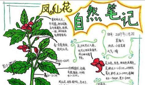 关于凤仙花的花语是什么？它有何寓意？