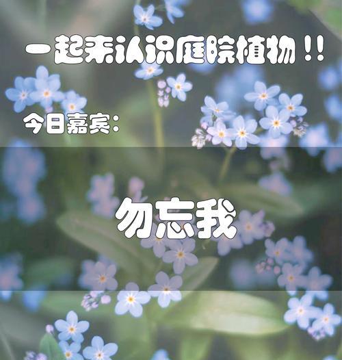 勿忘我花语好吗？它象征着什么？