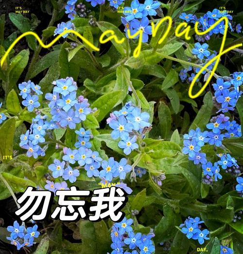 勿忘我的寓意花语是什么？如何表达深情？