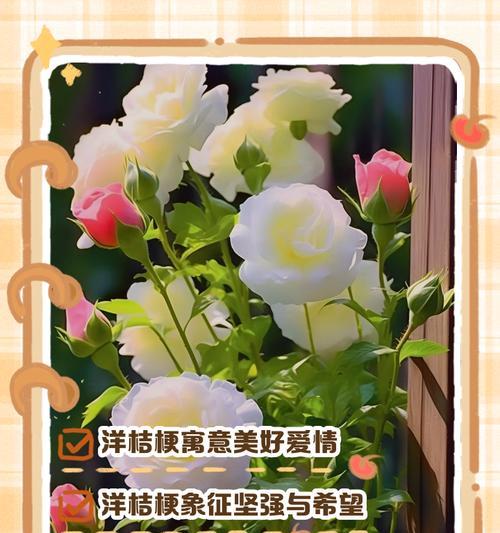 桔梗花语是什么呀？它的寓意有哪些？