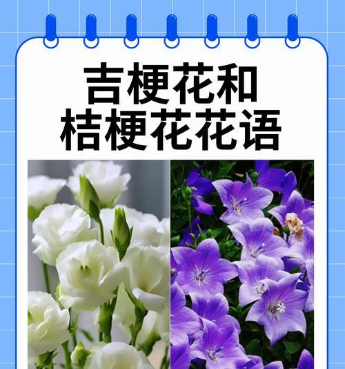 桔梗花语是什么呀？它的寓意有哪些？
