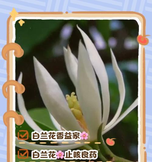 喜欢白兰花的花语含义？它代表了什么情感？