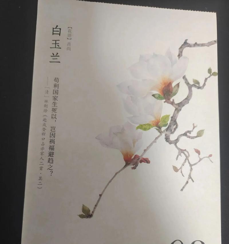 喜欢白兰花的花语含义？它代表了什么情感？