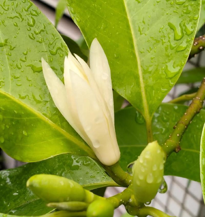 喜欢白兰花的花语含义？它代表了什么情感？