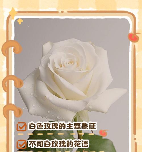 白玫瑰花语的反面是什么？它象征着什么？