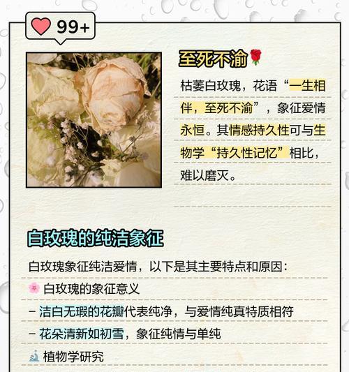 白玫瑰花语的反面是什么？它象征着什么？