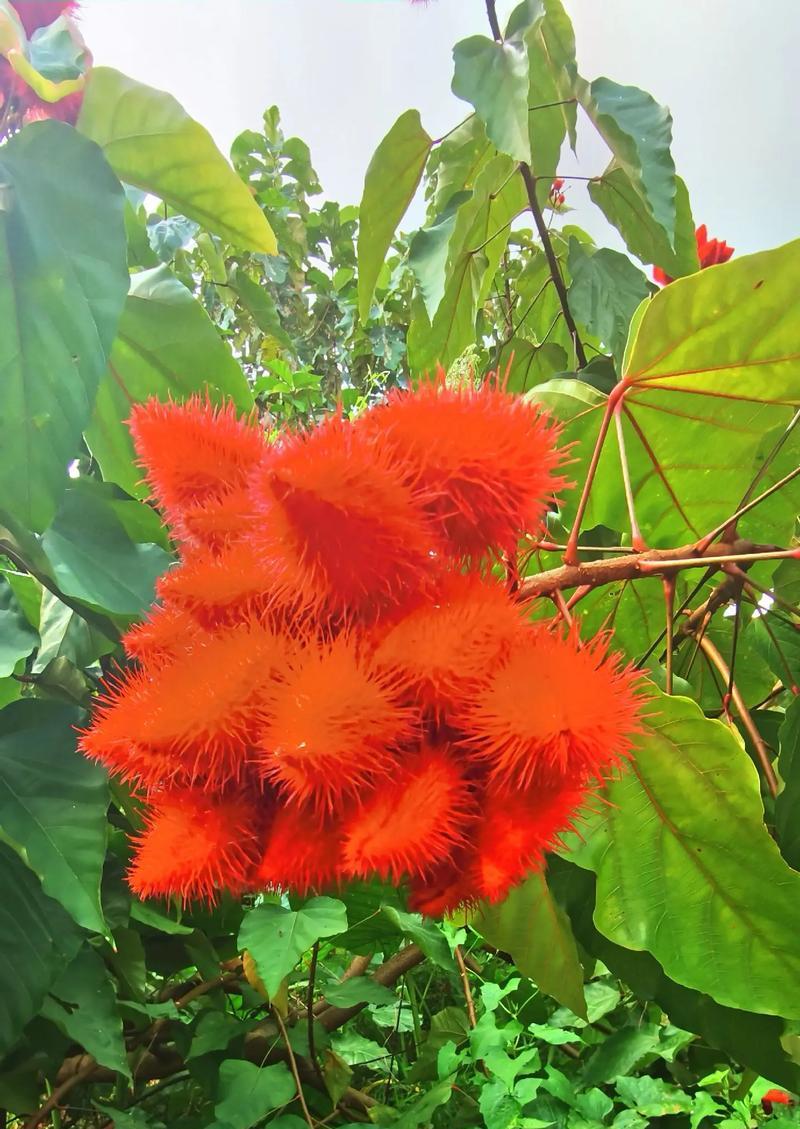 红月季花语和象征有哪些？它的寓意是什么？