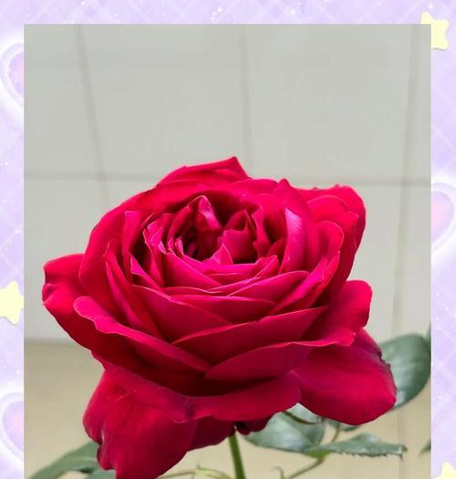 红月季花语和象征有哪些？它的寓意是什么？