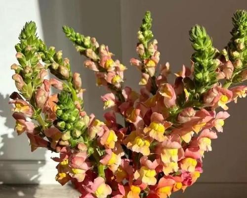 白金鱼草花语寓意是什么？它传递了哪些信息？