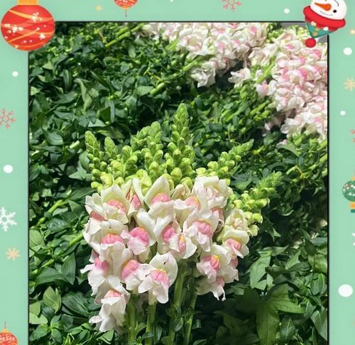 白金鱼草花语寓意是什么？它传递了哪些信息？