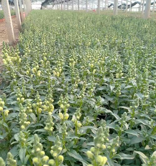 白金鱼草花语寓意是什么？它传递了哪些信息？