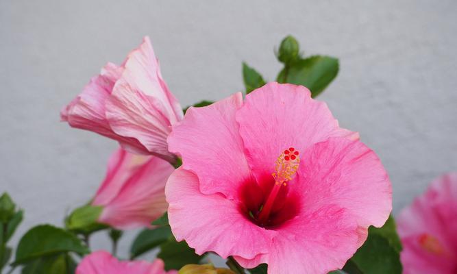 小木槿花语和寓意是什么？它有什么特别含义？