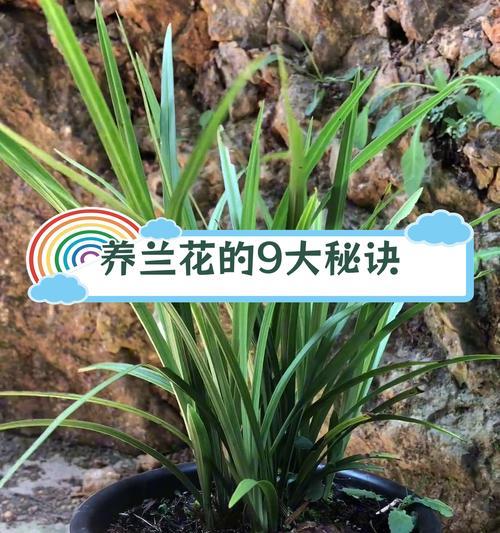 兰花适合什么时候种植？最佳的兰花种植时间是什么时候？
