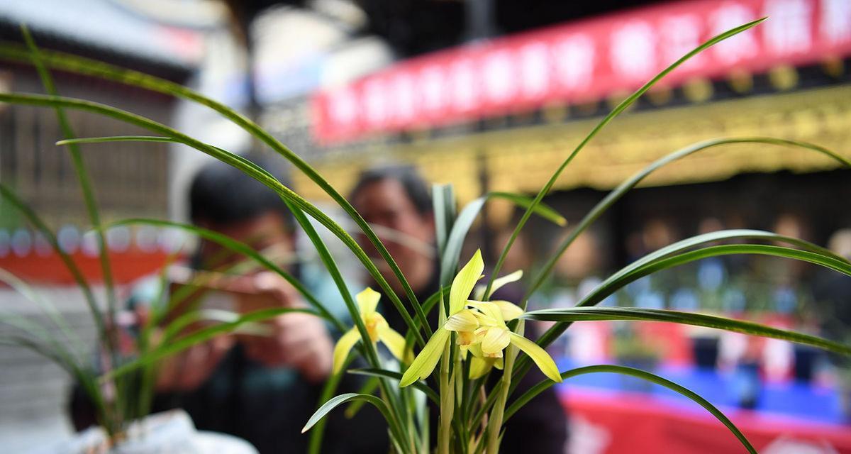 兰花适合什么时候种植？最佳的兰花种植时间是什么时候？