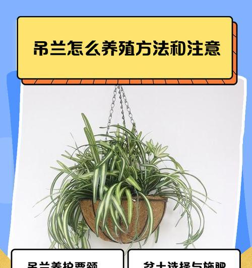 吊兰怎么浇水？吊兰的浇水技巧和注意事项有哪些？