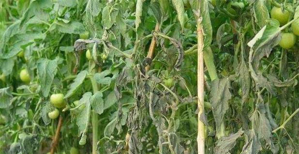 植物受冻后如何急救？有哪些预防措施？