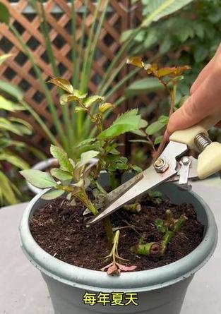 花卉烂根的预防和处理方法是什么？