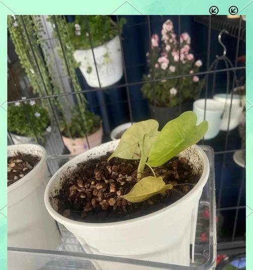 花卉烂根的预防和处理方法是什么？