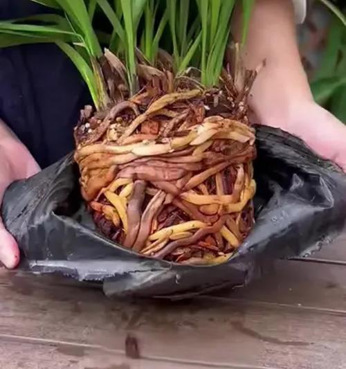 花卉烂根的预防和处理方法是什么？