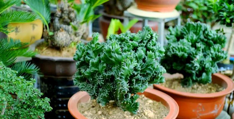 麒麟植物的养殖技巧有哪些？如何保持其健康生长？