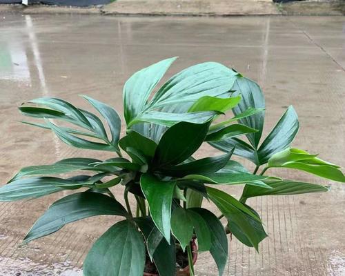 麒麟植物的养殖技巧有哪些？如何保持其健康生长？