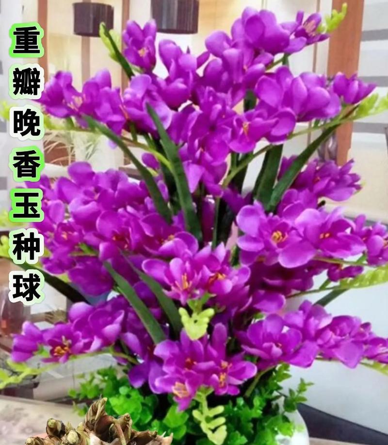 夜来香修剪的最佳时机和方法是什么？
