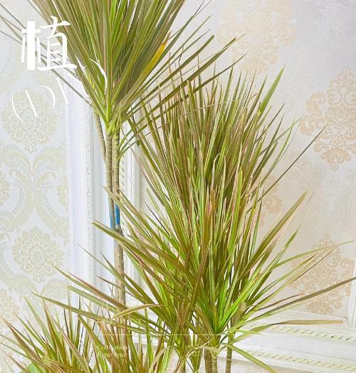 千年木的养殖技巧是什么？如何避免叶片变黄？