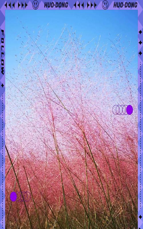 粉色草花有哪些品种？如何挑选最佳粉色草花？