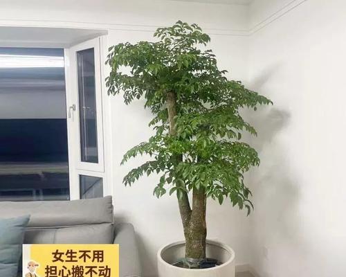 富贵树的养殖技巧有哪些？富贵树如何养护？
