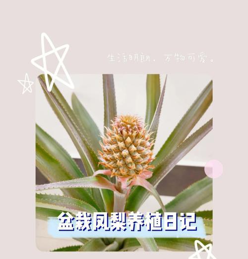 新到空气凤梨的养护方法是什么？