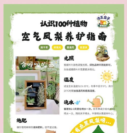 新到空气凤梨的养护方法是什么？
