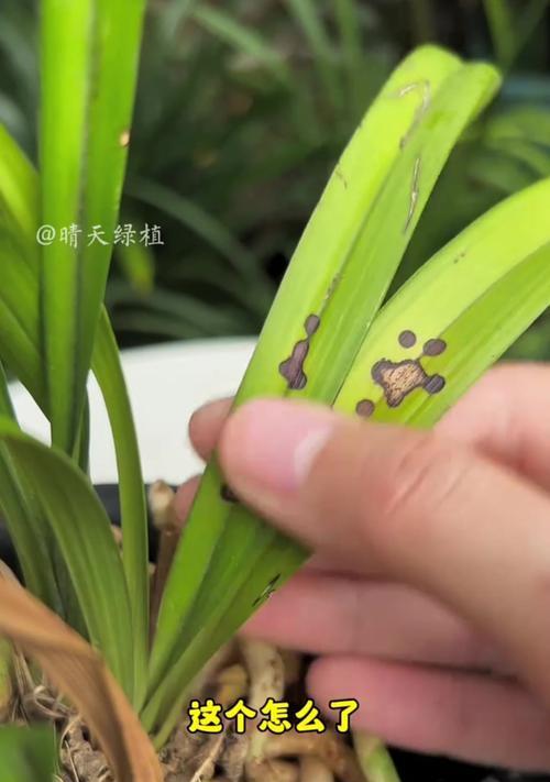 兰花叶片的养护方法有哪些？