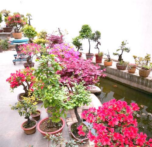 杜鹃花的养殖技巧有哪些？