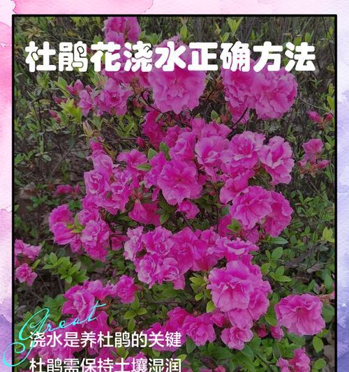 杜鹃花的养殖技巧有哪些？
