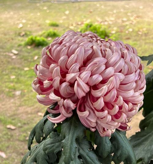 菊花品种有哪些？如何养护不同品种的菊花？