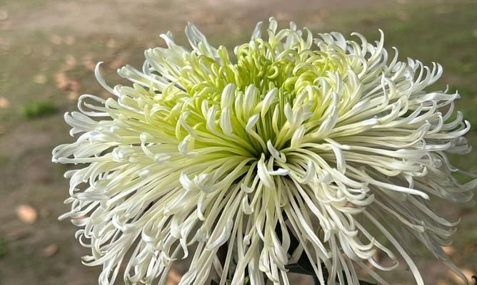 菊花品种有哪些？如何养护不同品种的菊花？