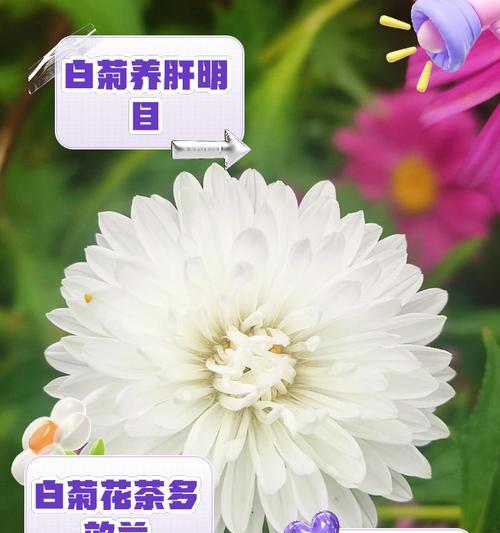 菊花品种有哪些？如何养护不同品种的菊花？